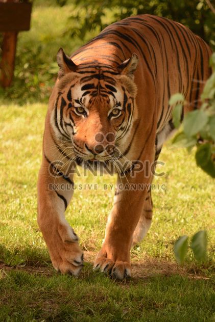 Tiger Close Up - Kostenloses image #201707