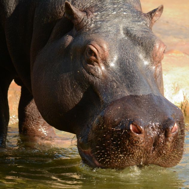 Hippo In The Zoo - Kostenloses image #201717