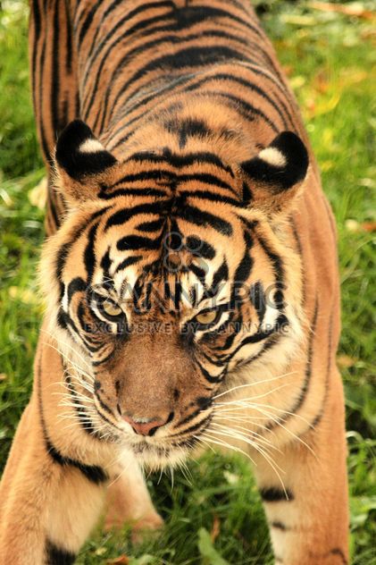 Tiger Close Up - Kostenloses image #201727