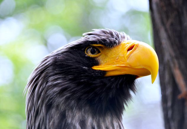 Close-Up Portrait Of Eagle - Free image #201737