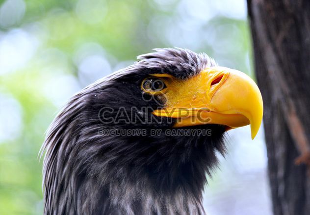 Close-Up Portrait Of Eagle - image gratuit #201737 