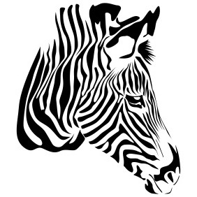 Zebra On White - Free vector #204347