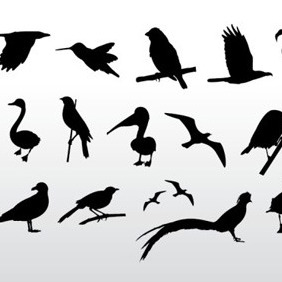 Various Bird Silhouettes - Free vector #209697