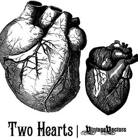 Old Medical Illustrations Of The Heart - бесплатный vector #219177