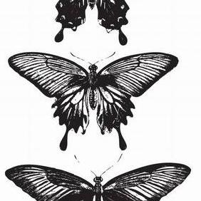 3 Vector Butterflies - vector gratuit #223417 