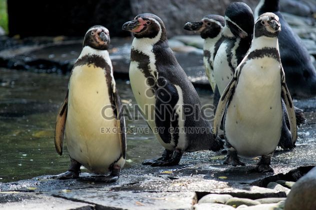 Penguins in The Zoo - image #225327 gratis