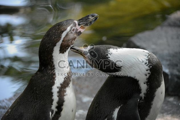 Penguins in The Zoo - image #225337 gratis