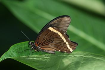 Pretty Butterfly close-up - бесплатный image #225357