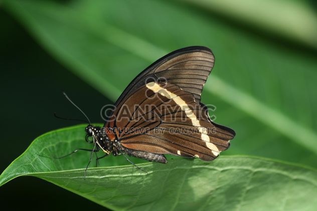 Pretty Butterfly close-up - image #225357 gratis