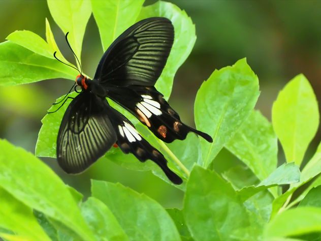 Butterfly close-up - image gratuit #225427 