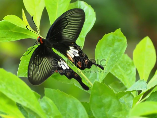 Butterfly close-up - бесплатный image #225427