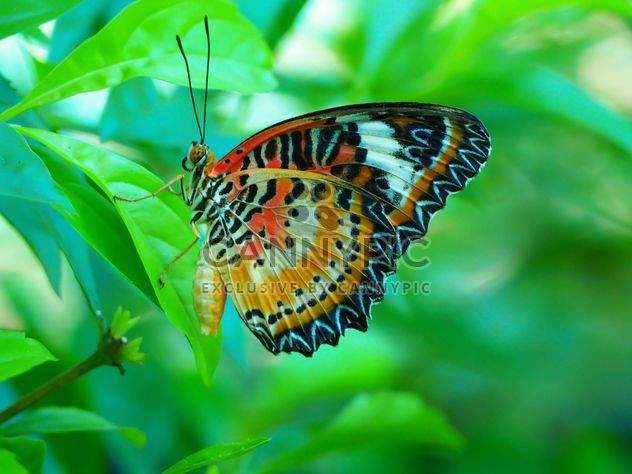 Butterfly close-up - Free image #225437