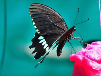 Butterfly close-up - image gratuit #225447 