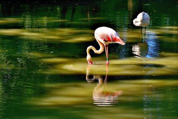 flamingo - image #229367 gratis