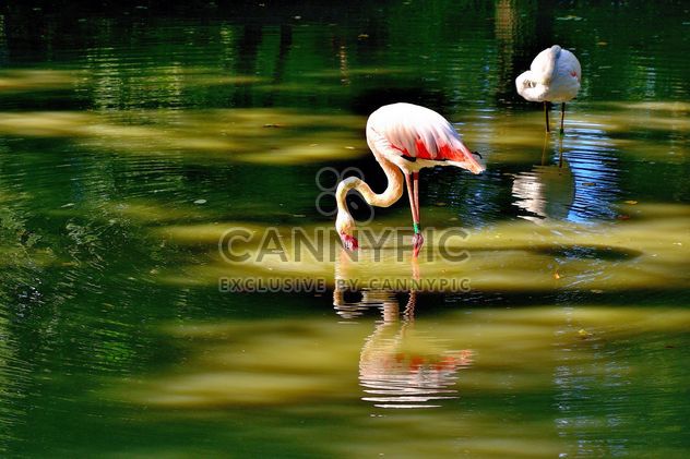 flamingo - image gratuit #229367 