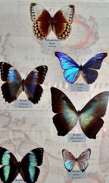 Collection of butterflies - image gratuit #229457 