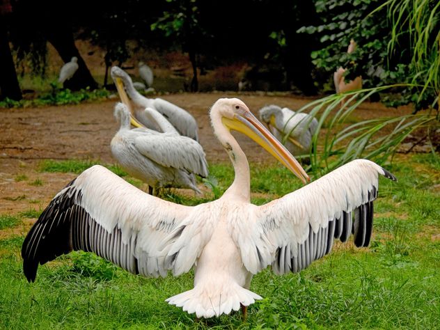 Pelicans on green grass - Free image #229487