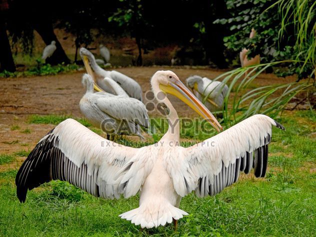 Pelicans on green grass - бесплатный image #229487