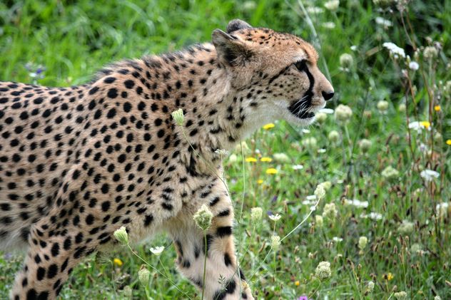 Cheetah on green grass - image #229497 gratis