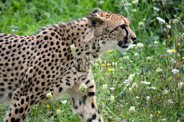 Cheetah on green grass - image #229497 gratis
