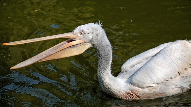 Pelican in a pond - image #229517 gratis