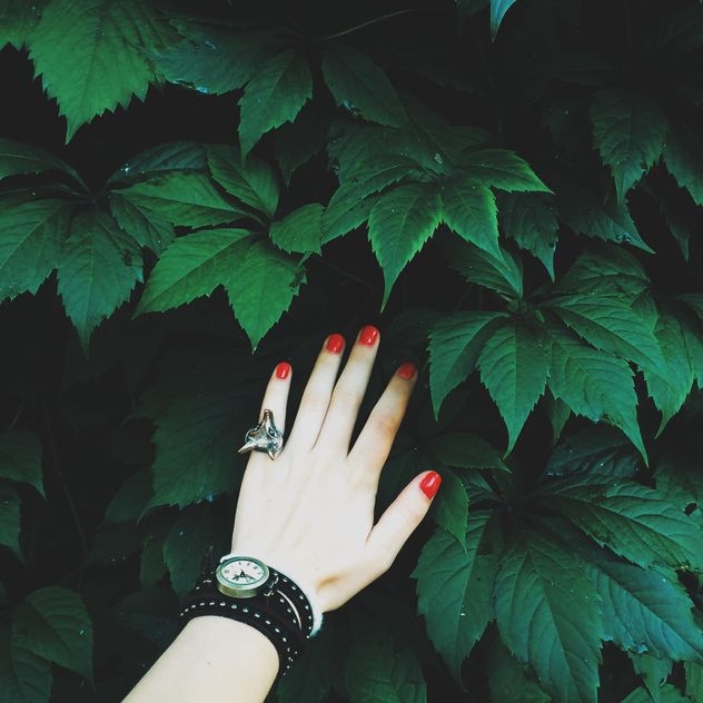 Female hand with red nails touching green leaves - Free image #271697