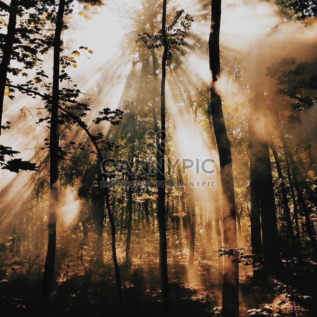 Sunlight in the forest - image gratuit #271707 