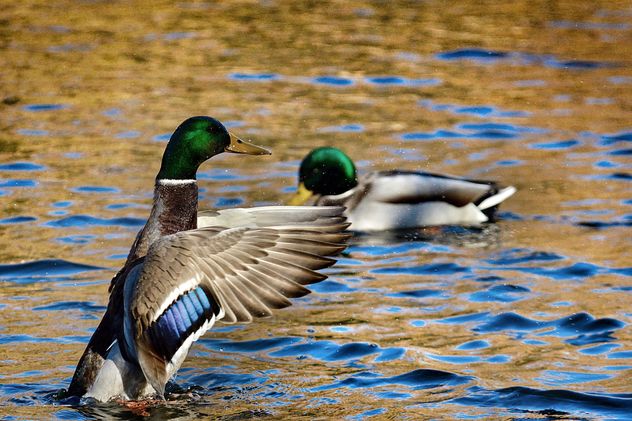 Duck in the pond flapping its wings - image gratuit #271907 