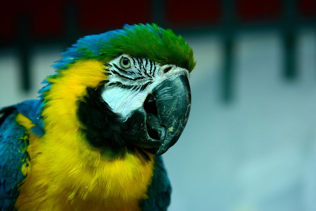 Portrait of macaw parrot - Free image #271917