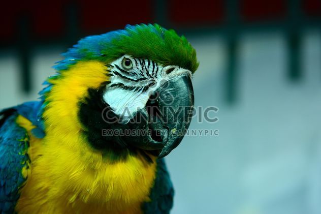 Portrait of macaw parrot - бесплатный image #271917