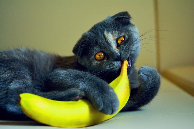 Cute cat with banana - image #271957 gratis