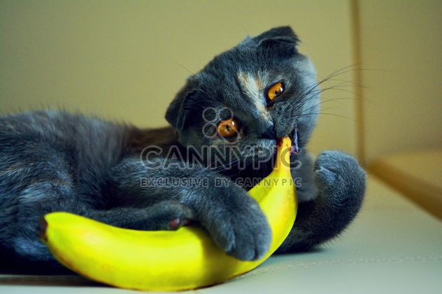 Cute cat with banana - image #271957 gratis
