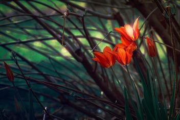 Red tulips in garden - Kostenloses image #271967