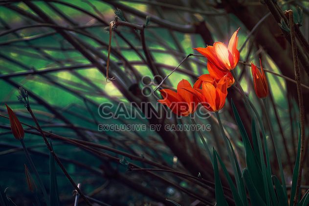 Red tulips in garden - image #271967 gratis