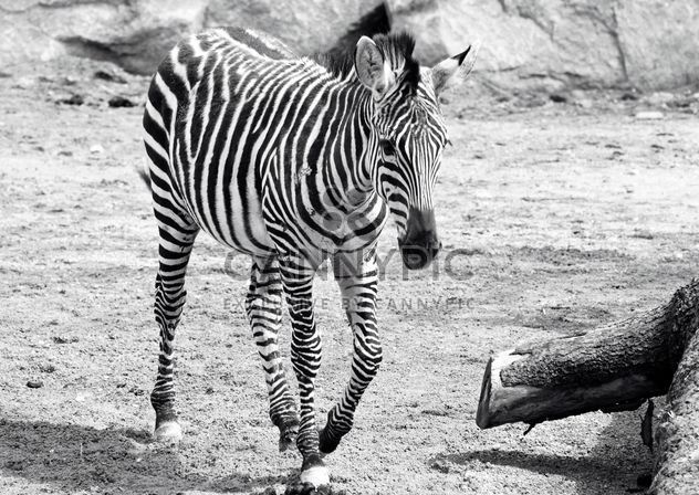 Zebra in the zoo - image #272137 gratis