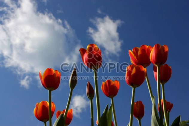 Red tulips - image #272917 gratis