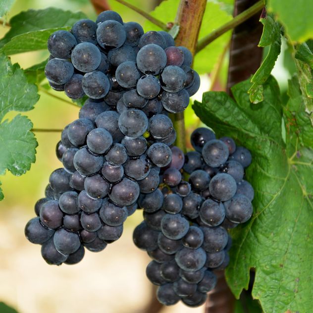 Organic black Grapes - image gratuit #272927 