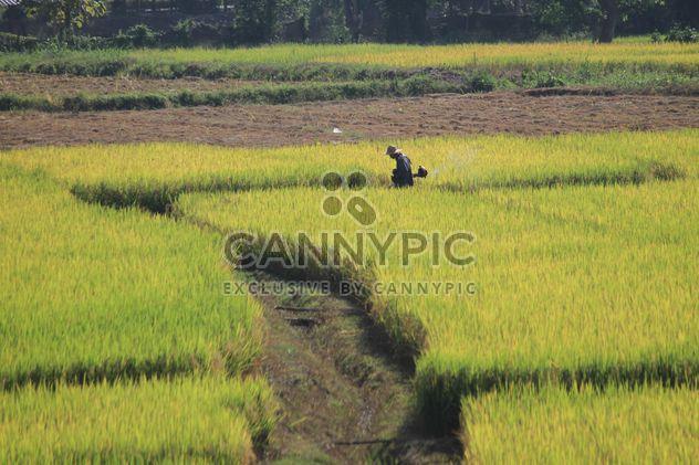 Farmer in rice field - Free image #272937