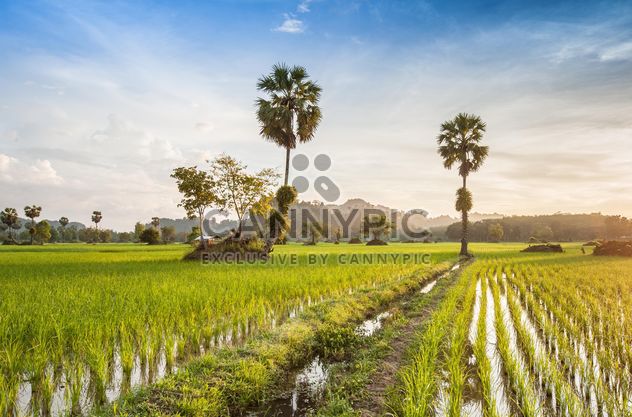 Rice fields - image #272957 gratis