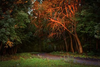 Autumn forest - image #272987 gratis