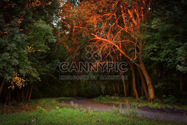 Autumn forest - бесплатный image #272987