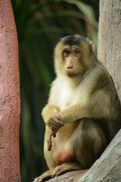 monkey in the zoo - image #273047 gratis