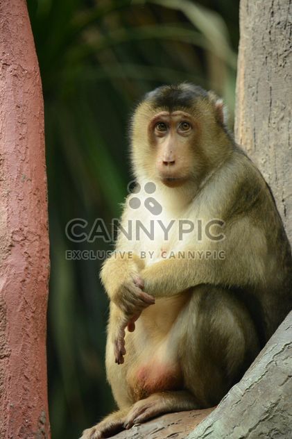 monkey in the zoo - image gratuit #273047 