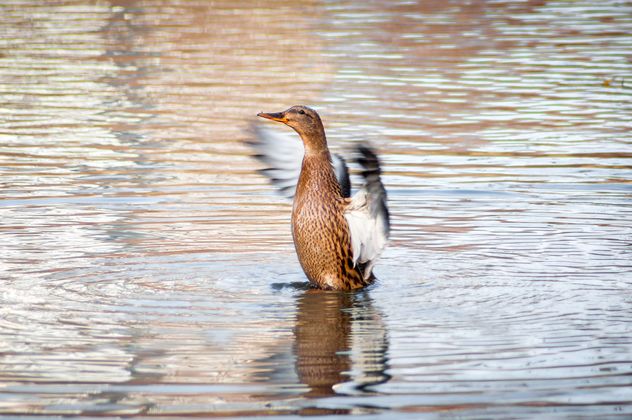Wild duck on lake - Free image #273177