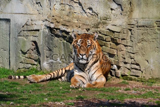 Tiger in Park - image gratuit #273617 