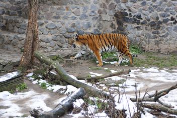 Ussuri tiger - бесплатный image #273627