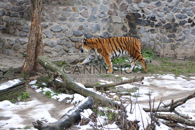 Ussuri tiger - image gratuit #273627 