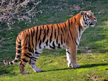Tiger - image #273657 gratis