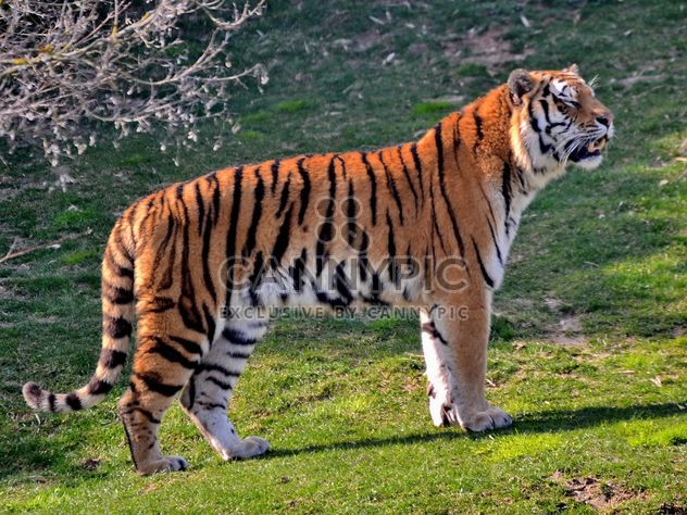 Tiger - Kostenloses image #273657