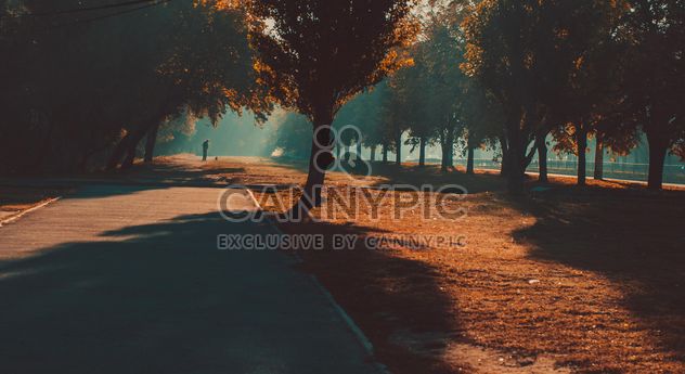 Autumn park in sunlight - бесплатный image #273797